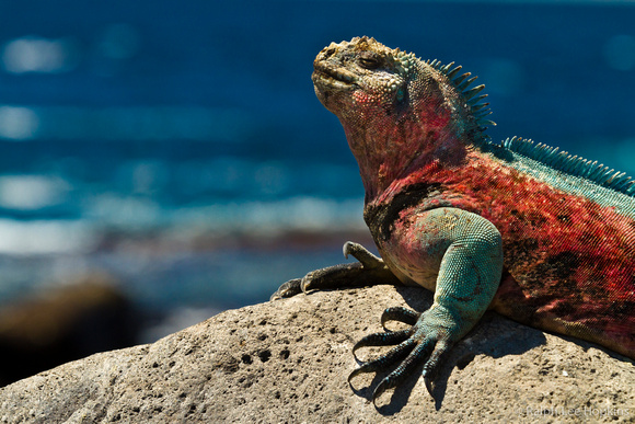 Marine iguana (Amblyrhynchus cristatus), Espanola Island, Galapagos National Park, Galapagos Islands, Ecuador