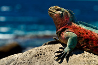 Marine iguana (Amblyrhynchus cristatus), Espanola Island, Galapagos National Park, Galapagos Islands, Ecuador