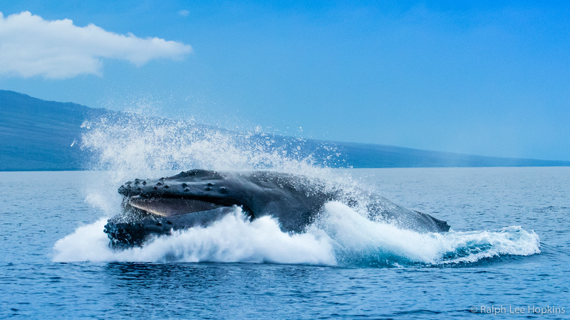 Ralph Lee Hopkins | Whale Tales – Dispatch from the Hawaiian Islands