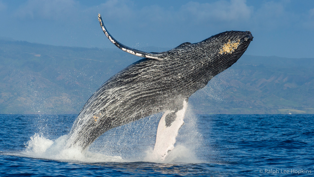 Ralph Lee Hopkins | Whale Tales – Dispatch from the Hawaiian Islands