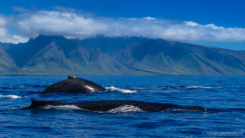 Ralph Lee Hopkins | Whale Tales – Dispatch from the Hawaiian Islands