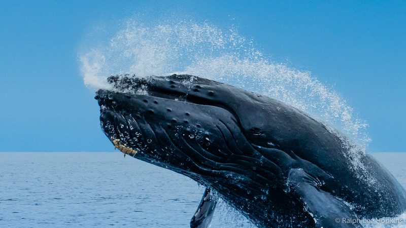 Ralph Lee Hopkins | Whale Tales – Dispatch from the Hawaiian Islands