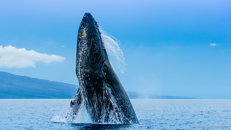 Ralph Lee Hopkins | Whale Tales – Dispatch from the Hawaiian Islands