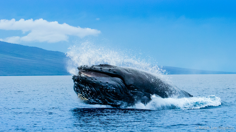 Ralph Lee Hopkins | Whale Tales – Dispatch from the Hawaiian Islands