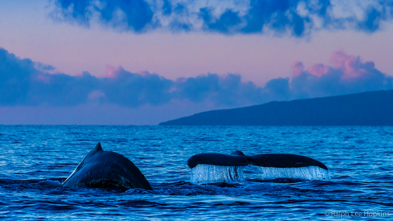 Ralph Lee Hopkins | Whale Tales – Dispatch from the Hawaiian Islands