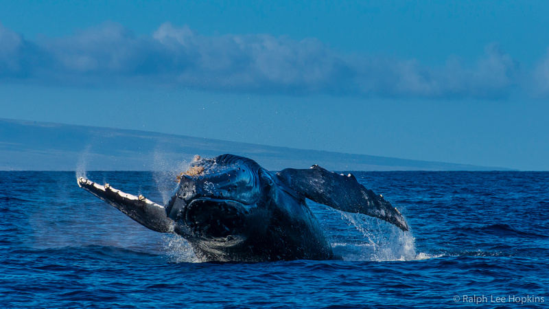 Ralph Lee Hopkins | Whale Tales – Dispatch from the Hawaiian Islands